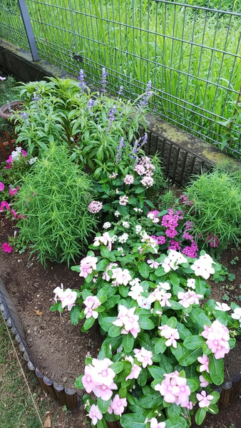 18 7月 ニチニチソウがモリモリ 西側 季節の花壇 のアルバム みんなの趣味の園芸 Id