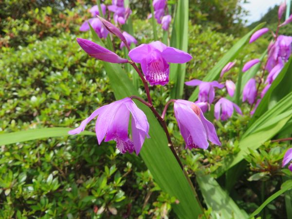 シラン 紫蘭 5月6日の誕生花 花言葉 新花パレー のアルバム みんなの趣味の園芸
