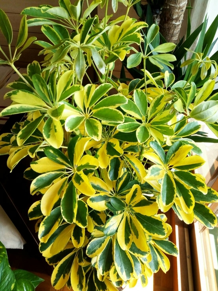 シェフレア ハッピーイエロー 黄色い 観葉植物 のアルバム みんなの趣味の園芸 Id