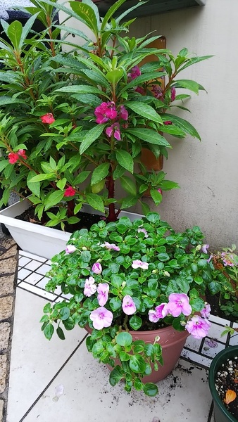 日本のホウセンカとアフリカホウセンカ 庭の花 のアルバム みんなの趣味の園芸 Id