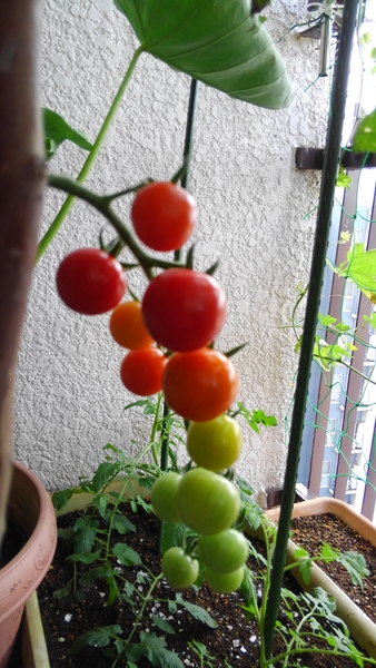 半分青いトマトの房と挿し芽のトマト ベランダのトマト のアルバム みんなの趣味の園芸 Id 6736
