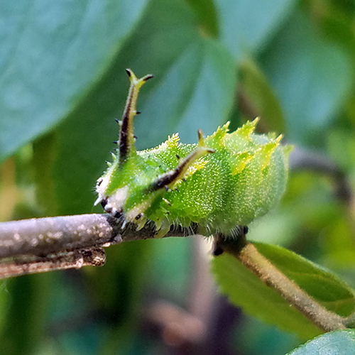 めっちゃ可愛い オオムラサキの幼虫 O 庭の訪問者 虫など のアルバム みんなの趣味の園芸 Id