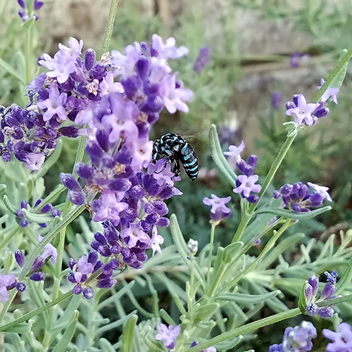 昨日 外構花壇のラベンダーで 珍しい蜂 庭の訪問者 虫など のアルバム みんなの趣味の園芸