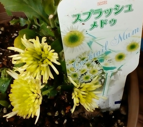カクテルマム スプラッシュ メドゥ 我が家の菊たち２０１８ ２０１９ のアルバム みんなの趣味の園芸 Id