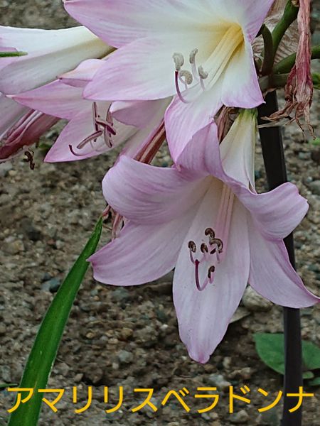 アマリリスベラドンナです 花壇で観 花あそび 元気ですか のアルバム みんなの趣味の園芸 Id