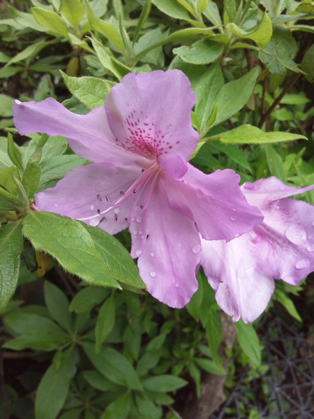 オオムラサキツツジです 大紫躑躅 花あそび 元気ですか のアルバム みんなの趣味の園芸 Id 712789