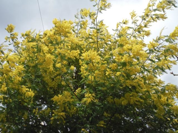 銀葉アカシア木全体が黄色に染まってい 春の黄色い花 のアルバム みんなの趣味の園芸 Id