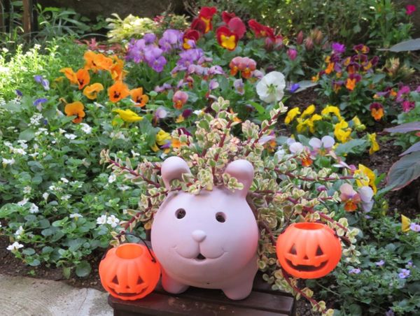 花壇の前でウサギの鉢とハロウィン気分 No 3 我家の多肉植物たち のアルバム みんなの趣味の園芸 Id