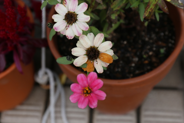 ジニア ピンクの花が色あせ白色になり 冬の花 18 19 のアルバム みんなの趣味の園芸 Id