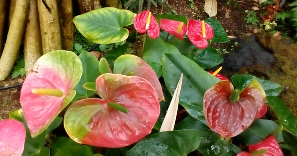 アンスリウム アラバマ 園芸品種 温室内の植栽植物たち 京都府立植物園 のアルバム みんなの趣味の園芸 Id