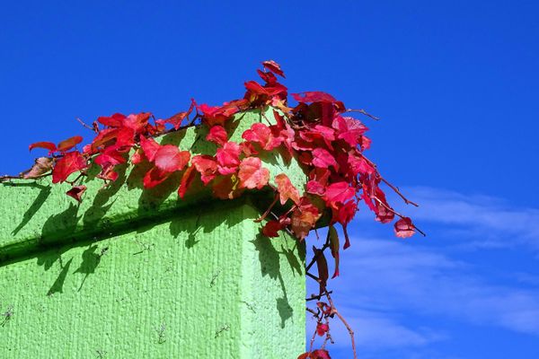 トリコロール Tricolore ラテン語 路傍で出会った花々 19 彩の国狭山 そしてその近郊の街々での出会い のアルバム みんなの趣味の園芸 Id