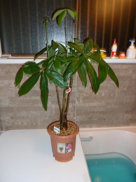 風呂場にて パキラの水遣り 葉水でリ 癒しの観葉植物 のアルバム みんなの趣味の園芸