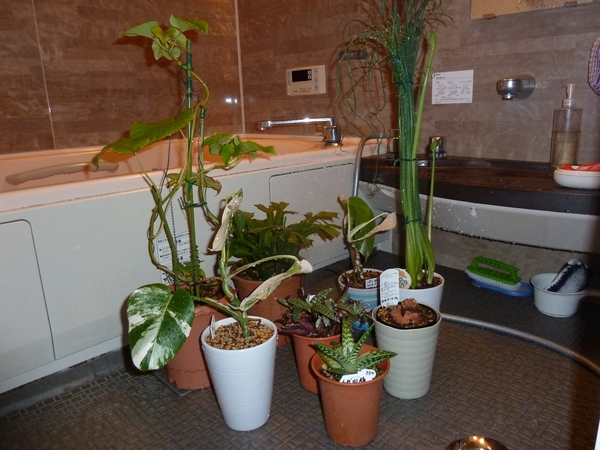 風呂場で観葉植物たちの水遣り 葉水 を 癒しの観葉植物 のアルバム みんなの趣味の園芸 Id