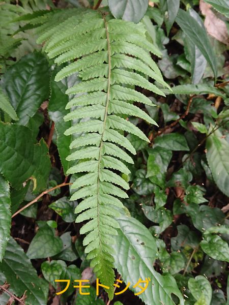 フモトシダです コバノイシカグマ科 花あそび 1年中の花 苔シダなど のアルバム みんなの趣味の園芸