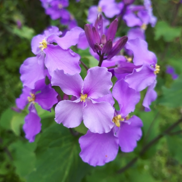 ムラサキハナナ 花言葉 優れた いろいろな花 いろいろな木 公園や散歩で出会った花 のアルバム みんなの趣味の園芸 Id