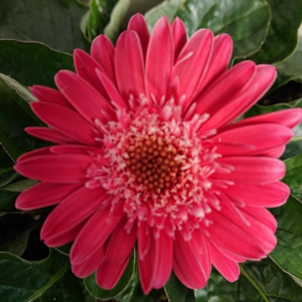 ガーデンガーベラ エバーラストのピンク 19年 花 のアルバム みんなの趣味の園芸 Id