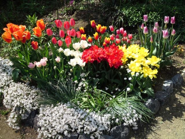 チューリップと小球根 芝桜の寄せ植え Tulipa 13 のアルバム みんなの趣味の園芸