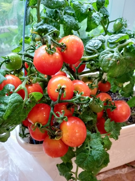 レジナのミニトマト 赤く色づきポロポ キッチンガーデン19 のアルバム みんなの趣味の園芸 Id
