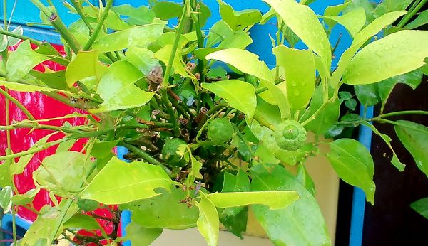 葉っぱが虫に食われてボロボロのレモン タテニワの野菜たち のアルバム みんなの趣味の園芸 Id