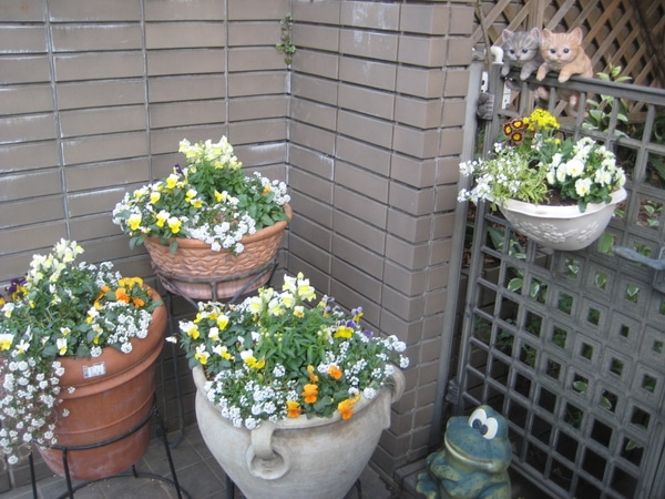 玄関前の寄せ植え 19年 花壇 プランター 鉢植えなど 家に咲いてたお花や植物 のアルバム みんなの趣味の園芸 Id