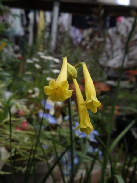ラッパ型のキルタンサス なかなか正面 春を告げる黄色い花 のアルバム みんなの趣味の園芸 Id