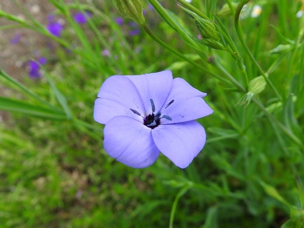 薄紫のビスカリア 直径数3cmくらいで 我が家の花たち19 のアルバム みんなの趣味の園芸