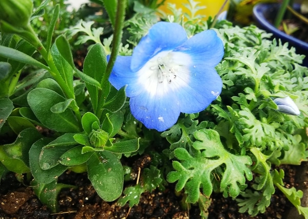 ネモフィラ メンジェシーが可愛い てんこの花づくり 藤沢の庭 19春 のアルバム みんなの趣味の園芸 Id