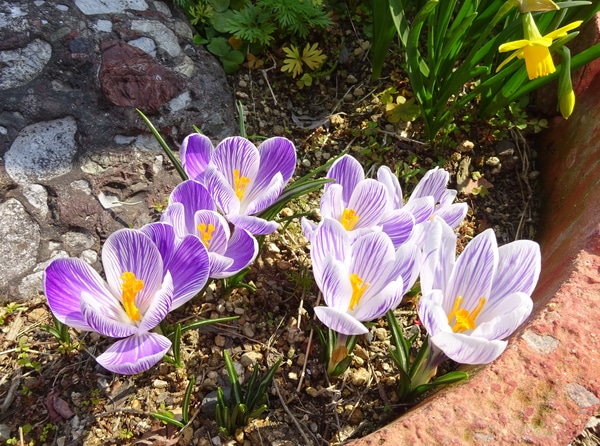 表花壇のクロッカス ３月１５日 ２０１９年 春の庭 ３ ５月 のアルバム みんなの趣味の園芸 Id