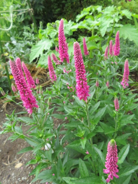 ベロニカ ピンク 咲いています 19 庭の花 3月 6月 のアルバム みんなの趣味の園芸 Id 09