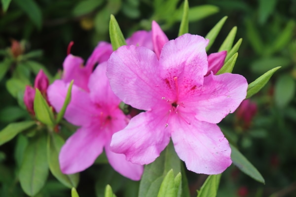 これまでで最高のアザレア ツツジ 最高の花の画像