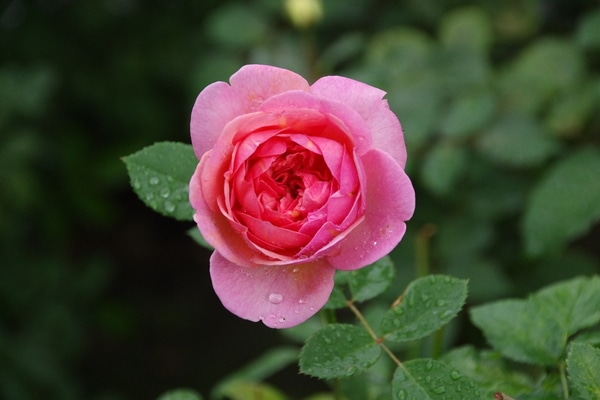 Erボスコベル 1006 秋バラ ２０１９年の薔薇 のアルバム みんなの趣味の園芸 Id