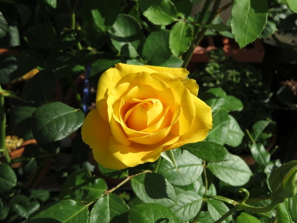 レヨン ドゥ ソレイユ 黄色の発色が クイーンオブスエーデン のアルバム みんなの趣味の園芸