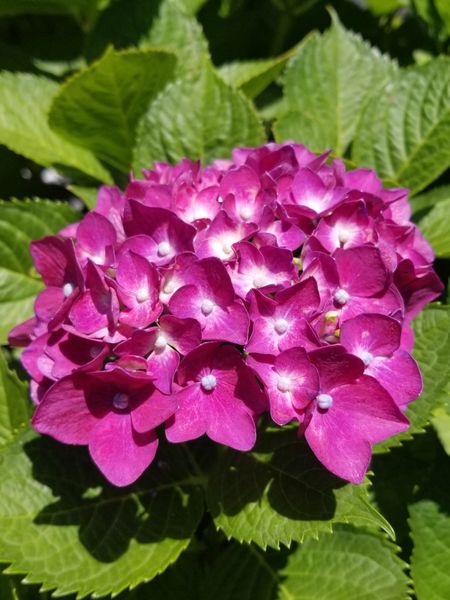 可愛い紫陽花との出会い 道すがらに見つけたラブリーな花達 のアルバム みんなの趣味の園芸 Id