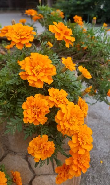 秋のオレンジ色 マリーゴールド 公園 道すがらに見つけたラブリーな花達 19 のアルバム みんなの趣味の園芸