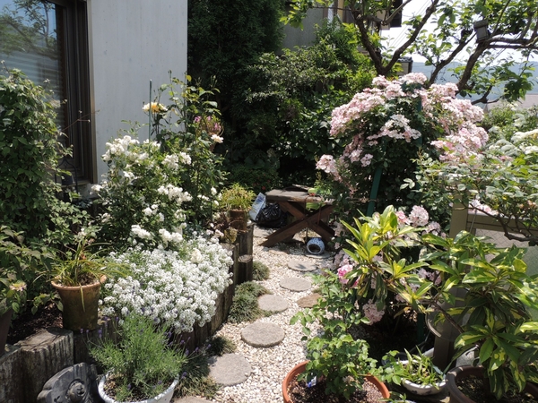 つるバラ バレリーナが満開です 花壇 私の花自慢 庭自慢 のアルバム みんなの趣味の園芸 Id