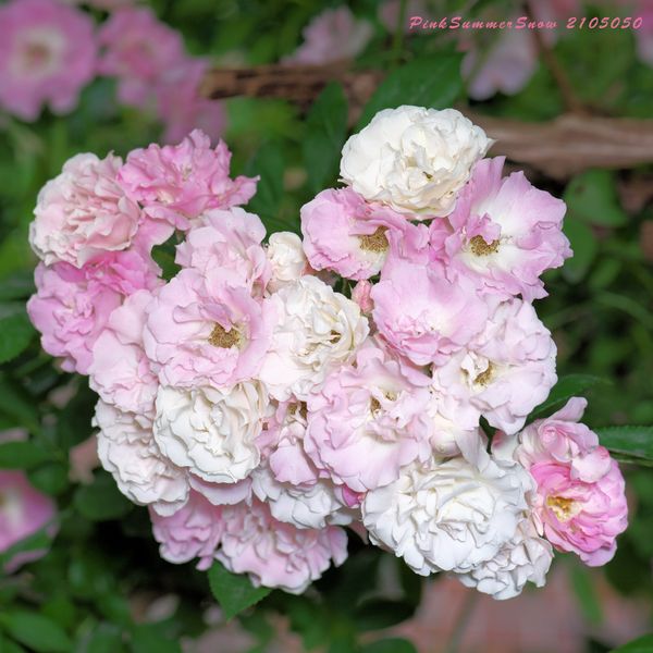 薔薇 Pink Summer Snow ピンクサマースノー 春霞 のアルバム みんなの趣味の園芸 Id