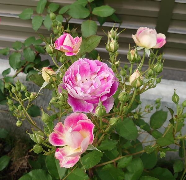 オルフェオ🌹 咲き始めの花の色はピンク「花庭」のアルバム - みんなの趣味の園芸 1124207