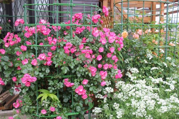 西庭の アンジェラ と ルービング 地植えのバラ のアルバム みんなの趣味の園芸
