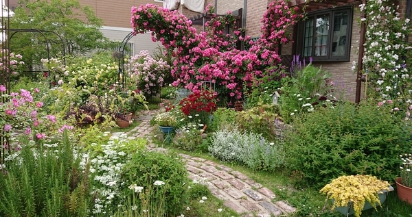 バラもピークを越えました バラと宿根草 ハーブの庭造りno１ のアルバム みんなの趣味の園芸 Id