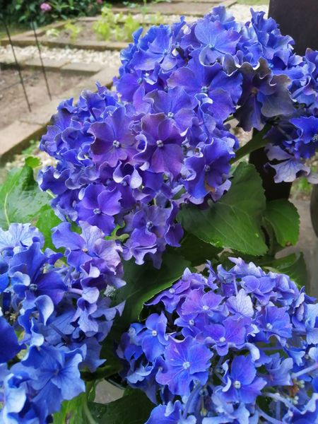 フリルがかわいい紫陽花 カーリースパ 庭の花 のアルバム みんなの趣味の園芸