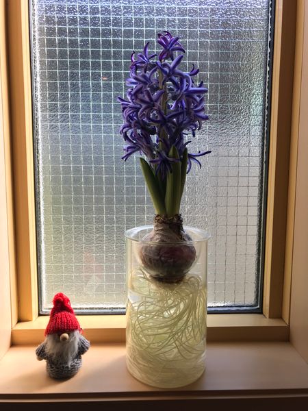 ヒヤシンス ブルージャケット Hyacinth 球根 のアルバム みんなの趣味の園芸 Id