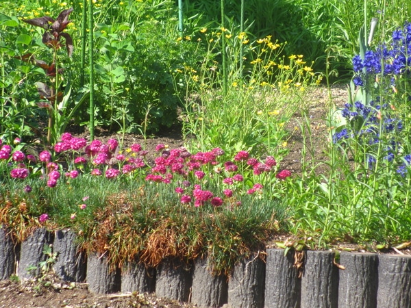 アルメリアの赤とブルーのベロニカと 黄 19花姿 組み合わせ のアルバム みんなの趣味の園芸 Id 8155
