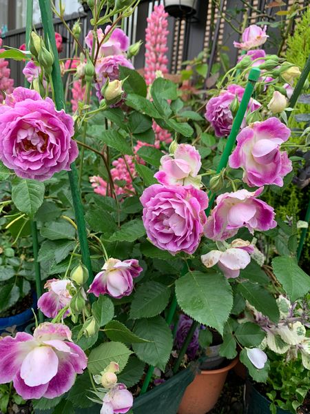 オルフェオ様「うちの薔薇」のアルバム - みんなの趣味の園芸 id:1385695