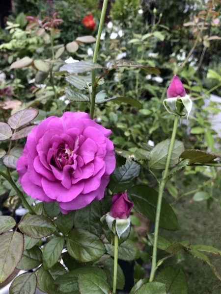 プラムパーフェクト 花持ちが良いです 我が家の薔薇 のアルバム みんなの趣味の園芸