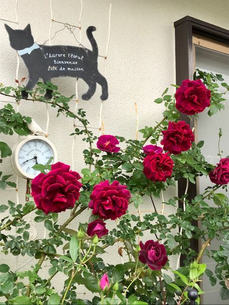 つる薔薇 クリムゾングローリー 芳香は 我が家の薔薇 のアルバム みんなの趣味の園芸 Id