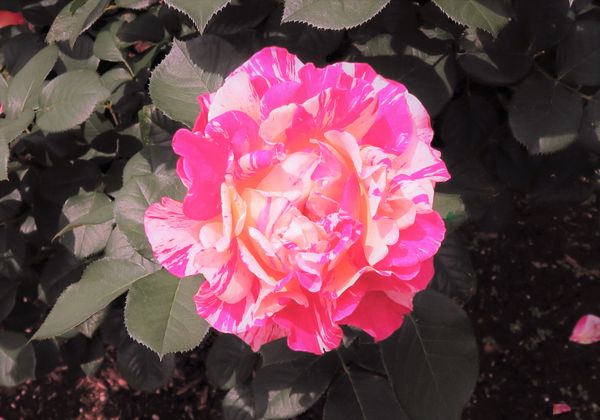 センチメンタル アメリカ生まれ 薔薇のガーデン のアルバム みんなの趣味の園芸 Id