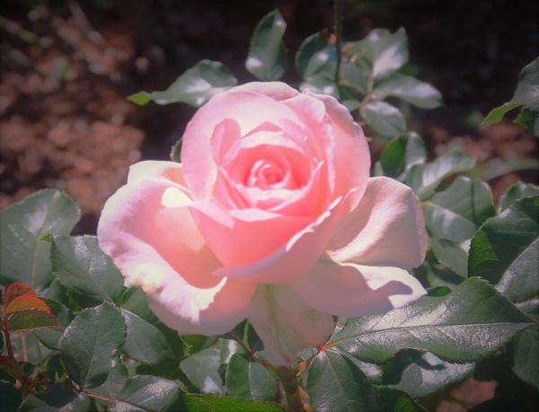マリーアントワネット 女王の風格が 薔薇のガーデン のアルバム みんなの趣味の園芸 Id