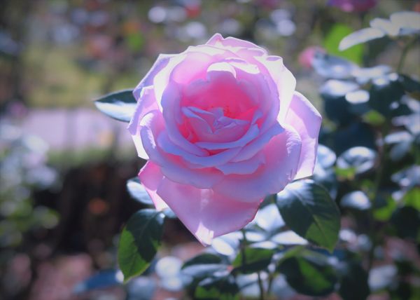 ブルームーン 花言葉は 夢叶う 薔薇のガーデン のアルバム みんなの趣味の園芸 Id