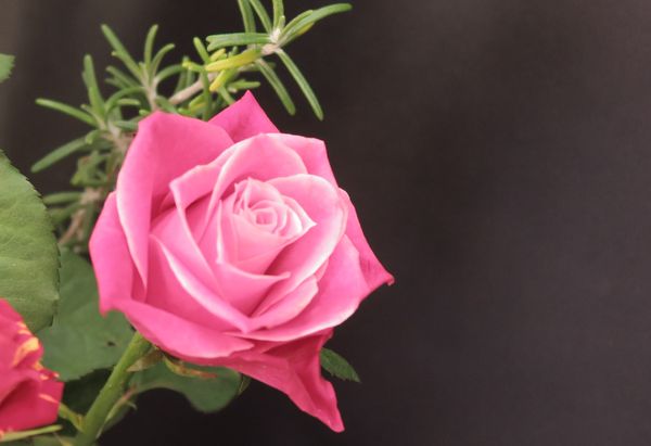 おしゃれなピンク系です 薔薇のガーデン のアルバム みんなの趣味の園芸