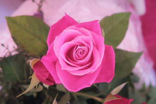 瑞々しい 赤紫系 薔薇のガーデン のアルバム みんなの趣味の園芸 Id